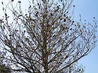 Asimina triloba (fam Annonacees) (Am. du nord) (Photo F. Mrugala) (1)